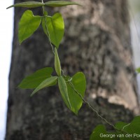 Cynanchum tunicatum (Retz.) Alston